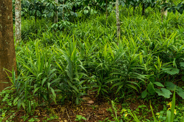 Ginger plantation with some parts in focus
