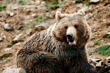 Fototapeta premium A brown inhabitant of the Carpathian forests, a brown bear in the rehabilitation center of Synevyrska Polyana.