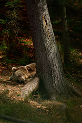 Brown bear on a walk and in search of food, a bear after hibernation.