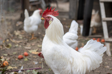 The white rooster and chickens went out for a walk and looked in amazement.