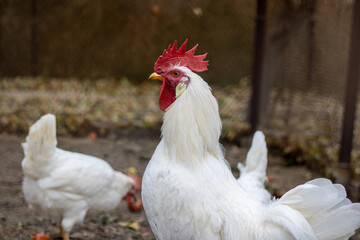 The white rooster and chickens went out for a walk and looked in amazement.