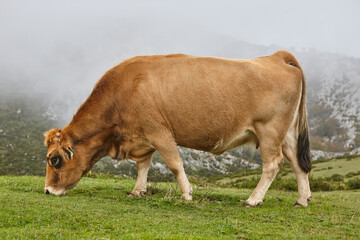 Cows grazing in the countryside. Livestock farming pasture. Asturias, Spain