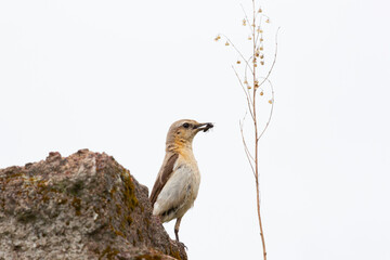 Northern wheatear sits on a stoun. Close up