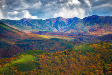 Iturup, autumn forest. Kurile Islands