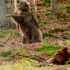 Playful predator with a wooden stick, a bear holding a wooden stick and playing with it.