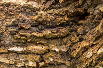 Tree bark forming a beautiful texture pattern background
