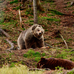 A brown bear in the mountains holds a stick in its paws, active recreation of animals in the forest, a large and formidable mammal.