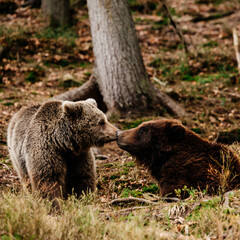 Obraz premium A predatory bear that goes into hibernation, early spring and brown bears.