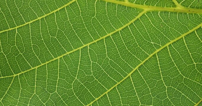 Close-up of a walnut leaf. Rotating macro, vein and cell ,line. Top view