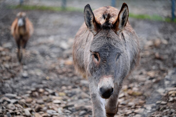Close up portrait of a donkey, a donkey at the zoo.