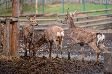 Naklejka na ściany i meble Little deer eat hay, a group of deer at the zoo.