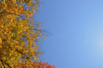 Blue autumn background with maple leaves, yellow leaves border, autumn frame decoration, blue sunny sky photo.