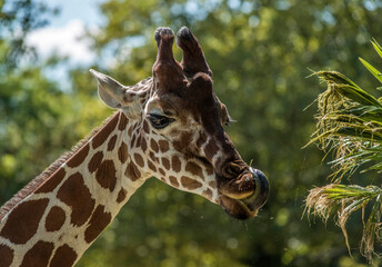 Girafe mangeant à Saint-Aignan, Loir-et-Cher, France