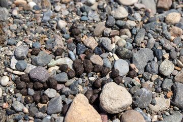 sheepskin in the gravel