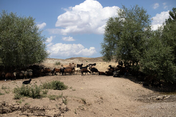 Obraz premium herd of sheep on pasture