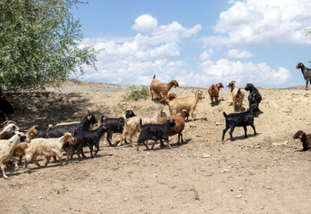 flock of sheep on a meadow