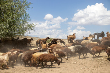 Obraz premium flock of sheep on a meadow