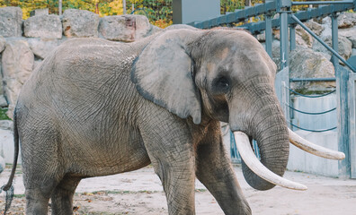 Fototapeta premium Elephant Close up