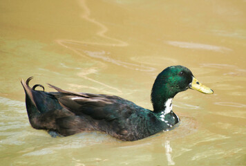 Duck is the common name for numerous species of waterfowl in the family Anatidae.