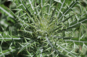 Fototapeta premium Elfenbeindistel - Greek thistle