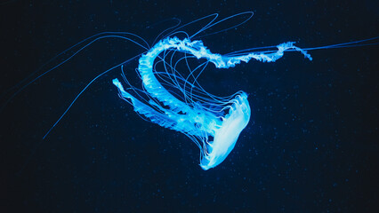 
Blue Jellyfish Close up view