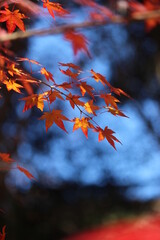  紅葉後のモミジの素敵な景色！日本の四季