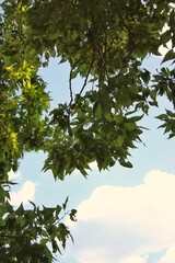 leaves and sky