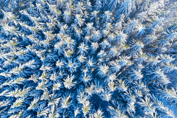 View straight down on snow-covered conifers in the Taunus / Germany