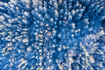 View straight down on snow-covered conifers in the Taunus / Germany
