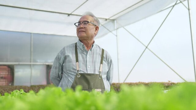 asian elder male business owner walking pesent growing organic arugula on hydroponics farm.video conference talking, sustainable business artificial lighting,Concept of growing organic vegetable
