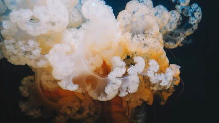  Blue Jellyfish Close up view © george