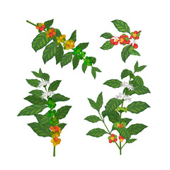 Coffee Plant Vector Coffee beans tree Illustration set
