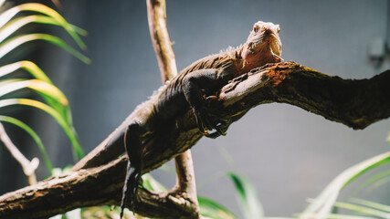 The Iguana Close up view