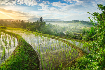 Beautiful green rice fields terrace under blue skies. 