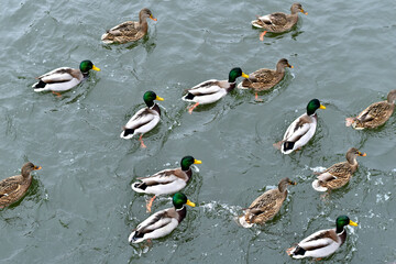 A flock of wild ducks swim in the water.