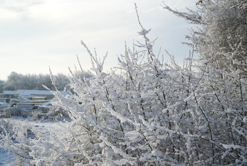 Bush covered in light snow