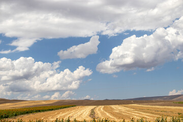 Obraz premium wheat field and sky