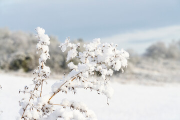 Bush covered in fresh snow