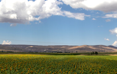 field of sunflowers and sky