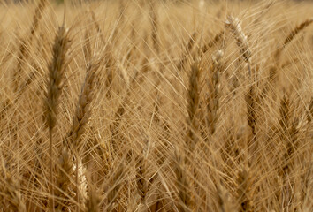 golden wheat field