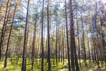 A summer pine forest landscape