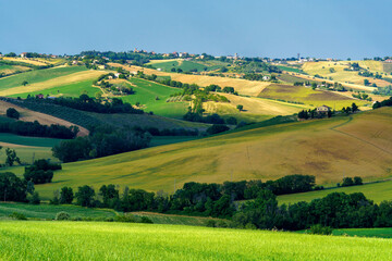 Rural landscape near Ostra Vetere and Cingoli, Marche, Italy
