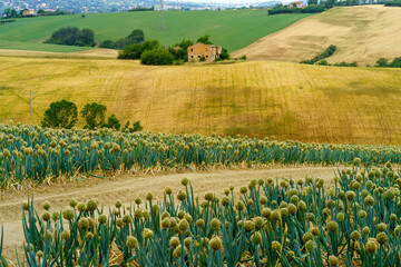 Rural landscape near Cingoli and Appignano, Marche, Italy