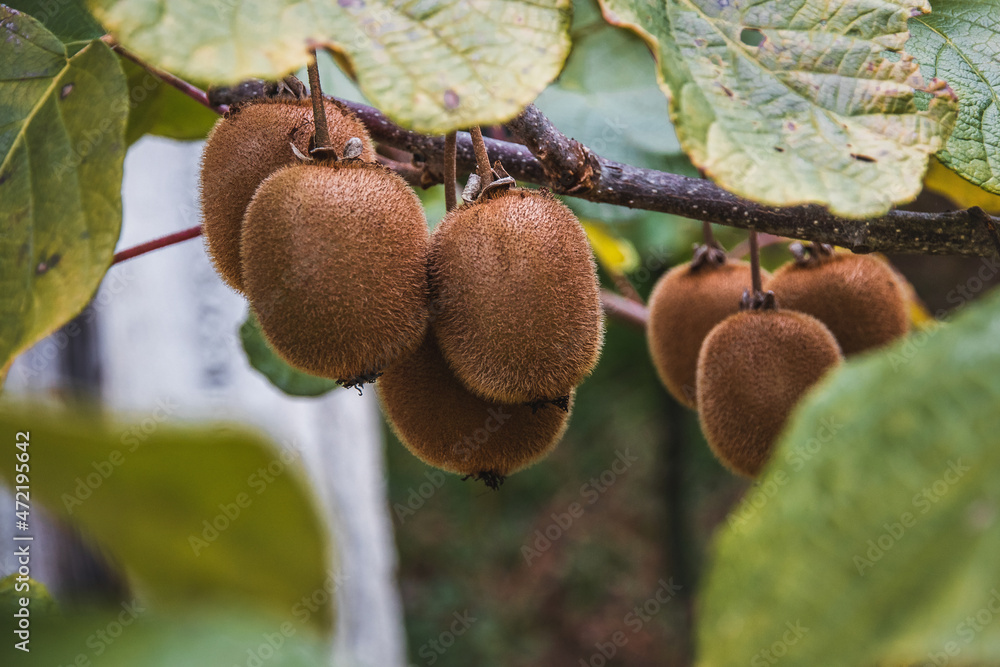 Wall mural A yellow kiwi hanging from a branch with green leaves on a sunny autumn day. Fresh kiwi on a tree with leaves. Kiwi on a branch in the garden. Exotic tropical ripe fruits of the kiwi plant.