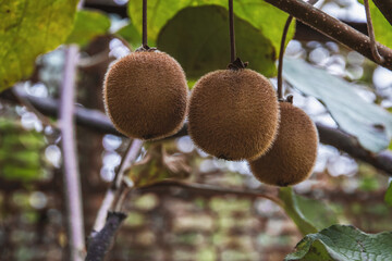 A yellow kiwi hanging from a branch with green leaves on a sunny autumn day. Exotic tropical ripe fruits of the kiwi plant - organic cultivation on the Black Sea coast of the Caucasus.