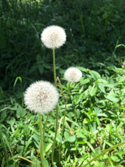 dandelion on grass