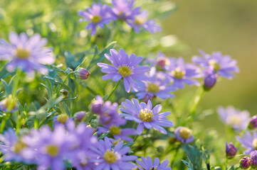 Close-up view of the daisy flowers on sunny day