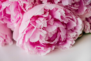 Close up of beautiful pink peony flowers