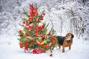 Rescued dog from dogs shelter with Christmas tree