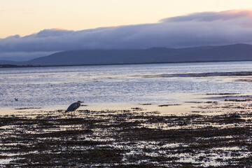 heron on the beach at the sunset